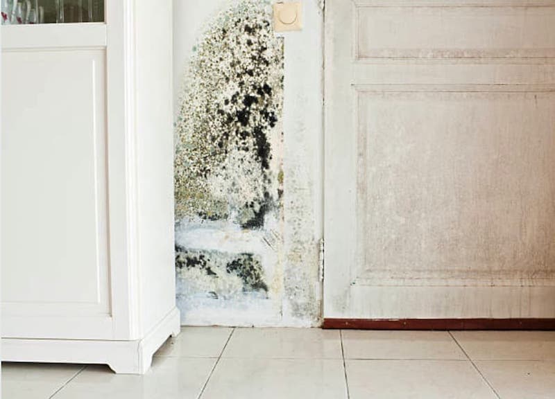 Mold on a wall