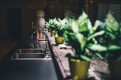 humidifier plants