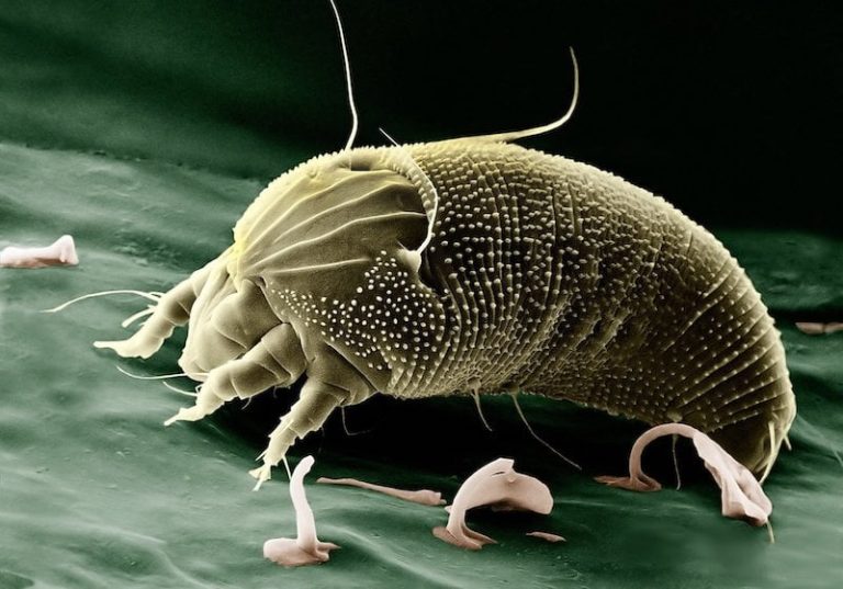 Can A Dehumidifier Get Rid Of Dust Mites? •
