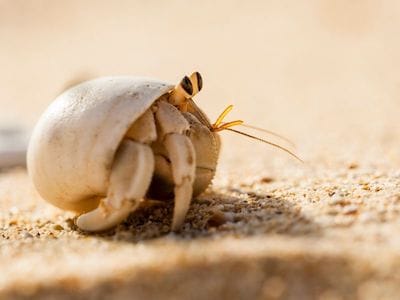 Flukers Economy Flat Thermometer for Hermit Crabs