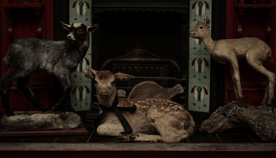 Taxidermy