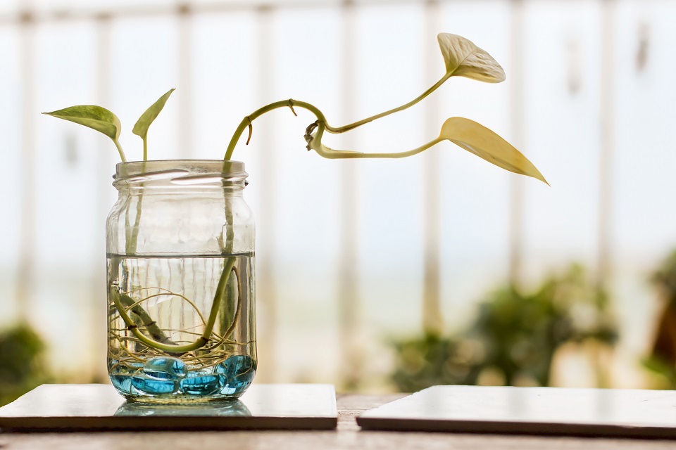 mason jar 