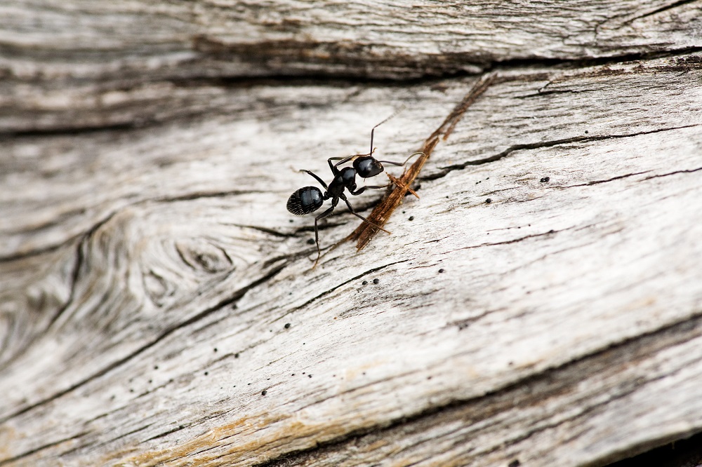 ants