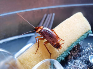 Cockroaches