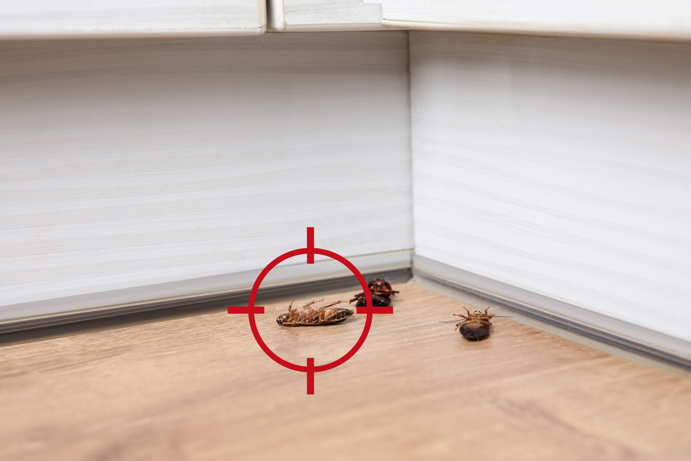 Cockroaches