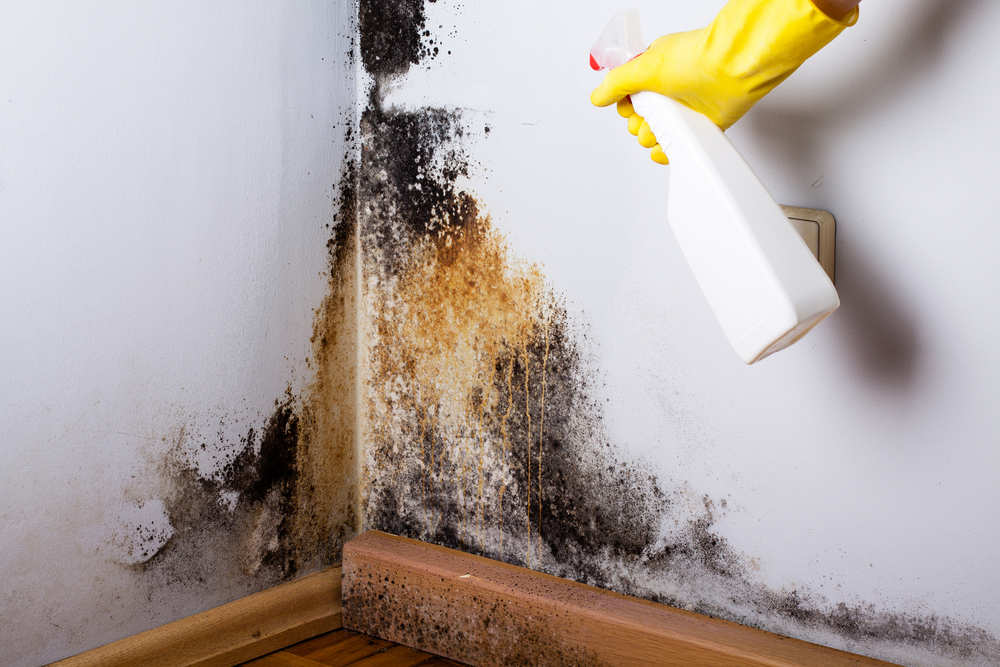 mold