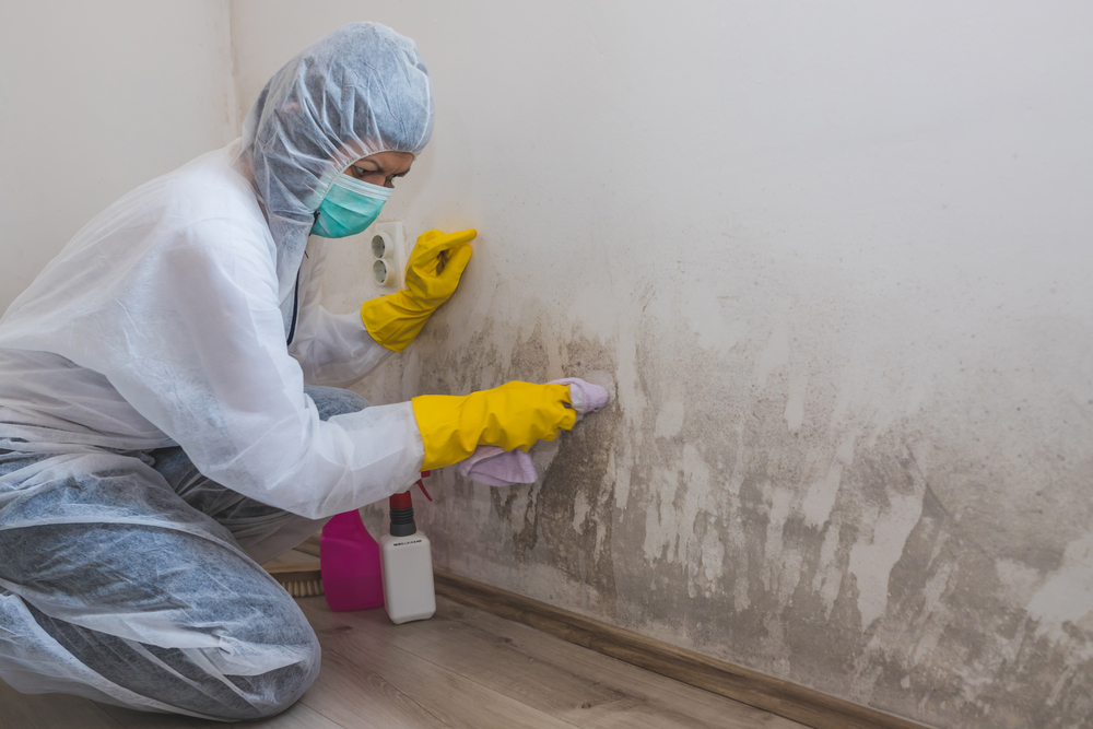 mold