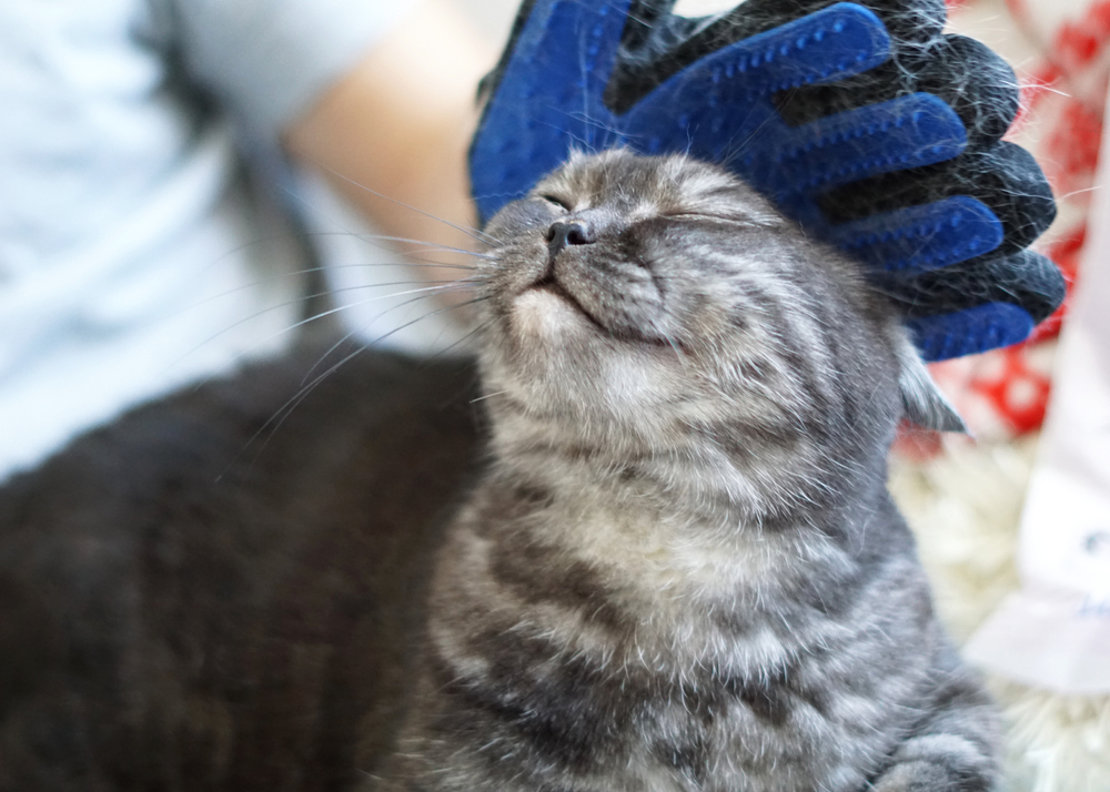 grooming glove
