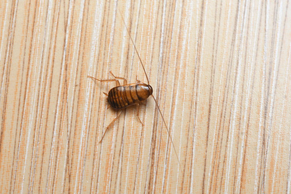 Cockroach nymphs