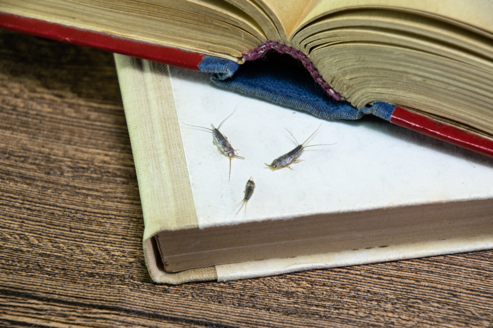 Silverfish