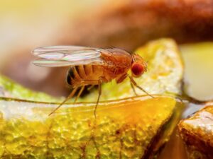 fruit flies