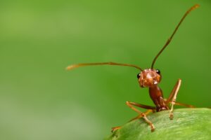 ants